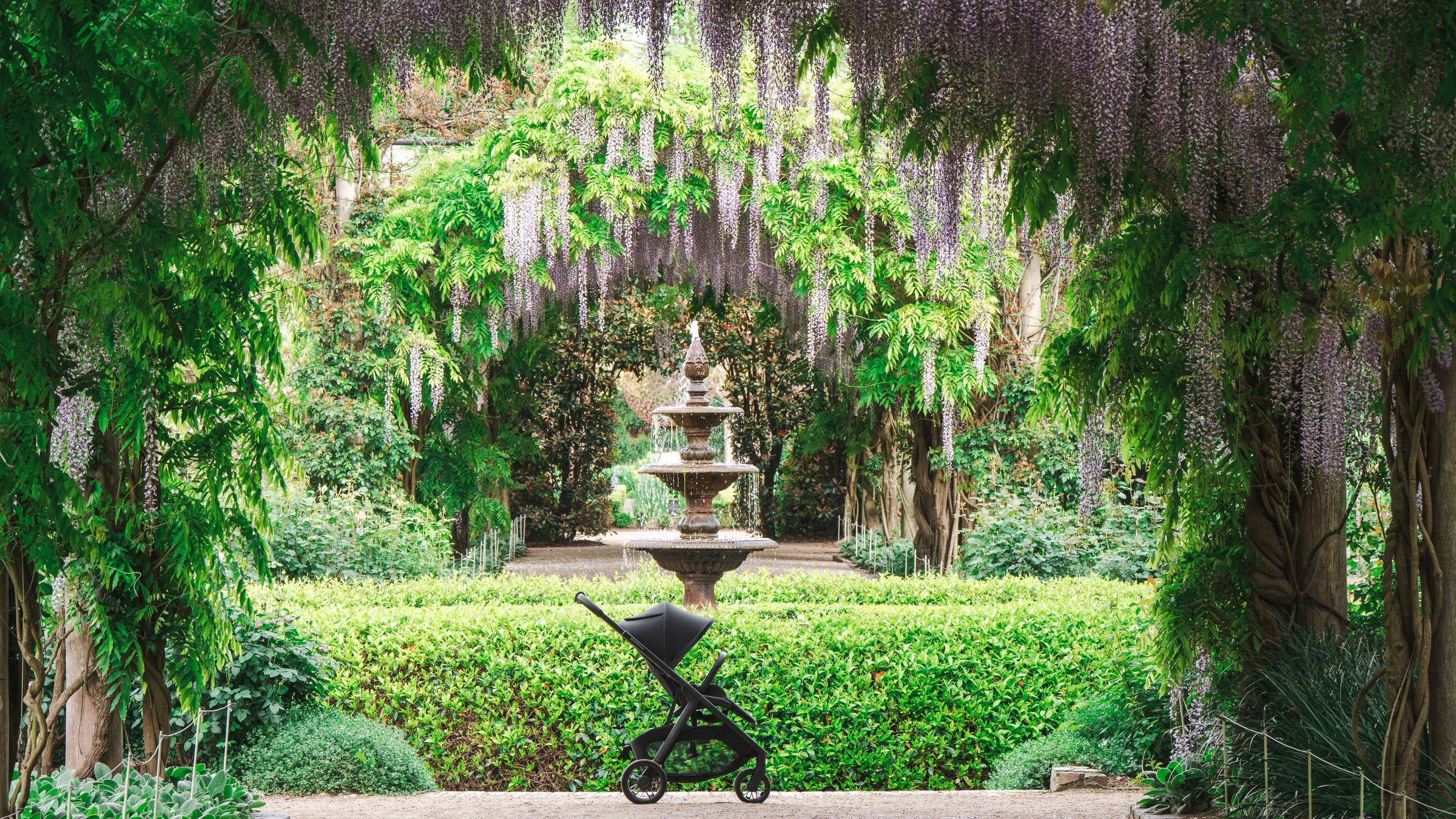 A parent pushing Kona beneath a wisteria arch